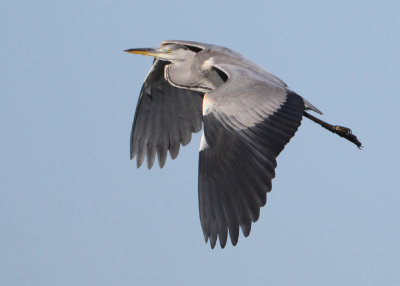 Grey Heron - Ardea cinerea (Blauwe Reiger)