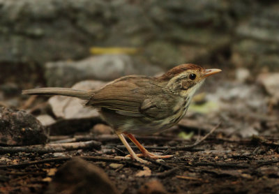 Puff-throated Babbler - Pellorneum ruficeps acrum