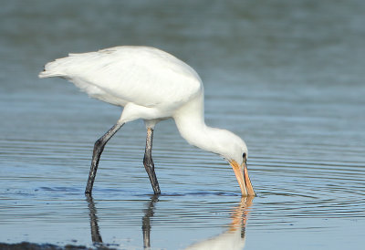Eurasian Spoonbill - Platalea leucorodia (Lepelaar)