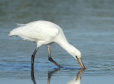 Eurasian Spoonbill - Platalea leucorodia (Lepelaar)