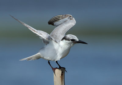 Whiskered Tern - Chlidonias hybrida (Witwangstern)