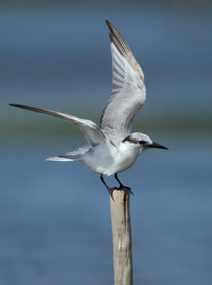 Whiskered Tern - Chlidonias hybrida (Witwangstern)