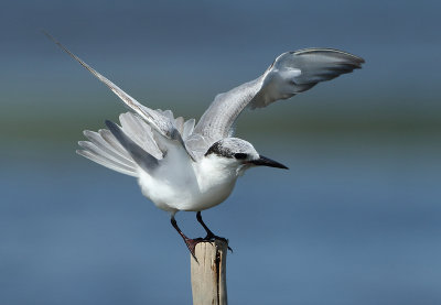 Whiskered Tern - Chlidonias hybrida (Witwangstern)