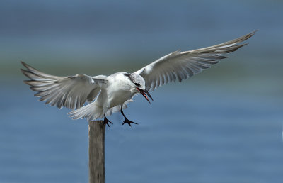 Whiskered Tern - Chlidonias hybrida (Witwangstern)