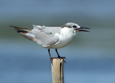 Whiskered Tern - Chlidonias hybrida (Witwangstern)