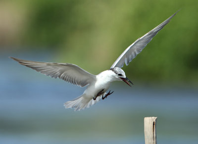 Whiskered Tern - Chlidonias hybrida (Witwangstern)