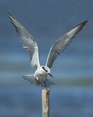 Whiskered Tern - Chlidonias hybrida (Witwangstern)