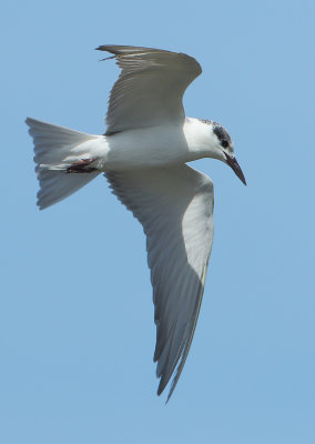 Whiskered Tern - Chlidonias hybrida (Witwangstern)