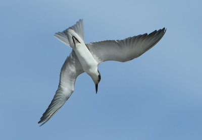 Whiskered Tern - Chlidonias hybrida (Witwangstern)