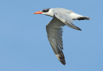 MAP: Caspian Tern - Hydroprogne caspia 