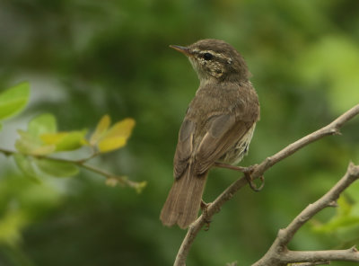 Phylloscopidae - Leaf Warblers