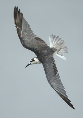 White-winged Tern - Chlidonias leucopterus (Witvleugelstern)