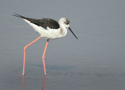 Black-winged Stilt - Himantopus himantopus