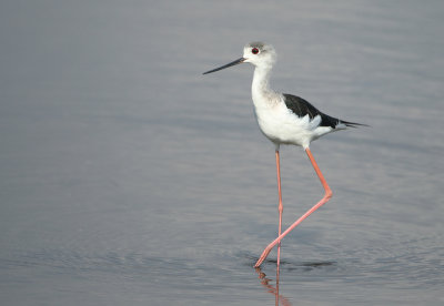 Black-winged Stilt - Himantopus himantopus