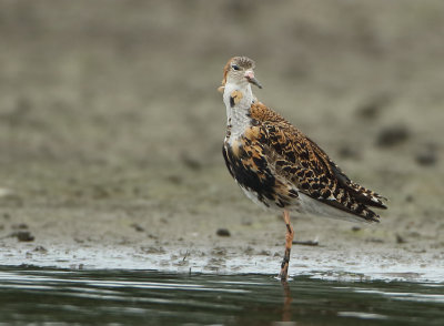 Ruff - Philomachus pugnax (Kemphaan)