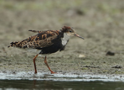 Ruff - Philomachus pugnax (Kemphaan)