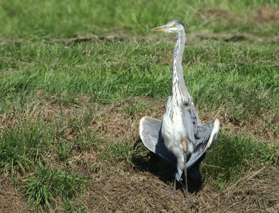 Grey Heron - Ardea cinerea (Blauwe Reiger)