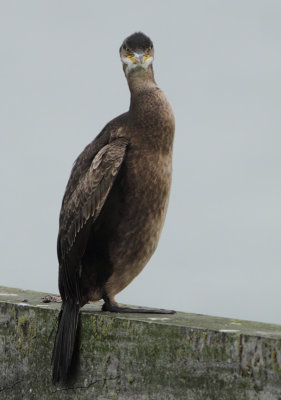 European Shag - Phalacrocorax aristotelis (Kuifaalscholver)