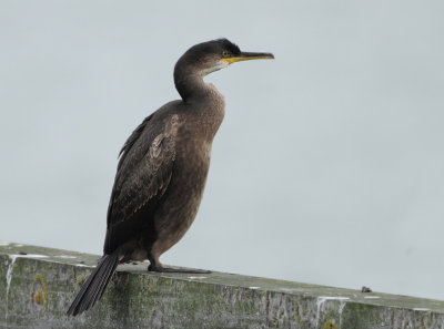 European Shag - Phalacrocorax aristotelis (Kuifaalscholver)