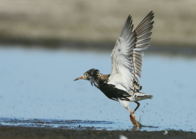Ruff - Philomachus pugnax (Kemphaan)