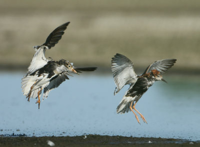 Ruff - Philomachus pugnax (Kemphaan)