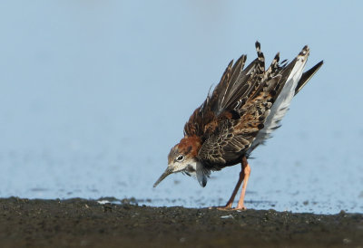 Ruff - Philomachus pugnax (Kemphaan)