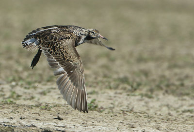 Ruff - Philomachus pugnax (Kemphaan)