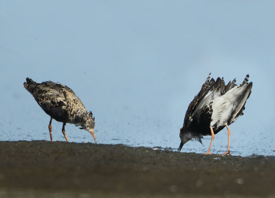 Ruff - Philomachus pugnax (Kemphaan)
