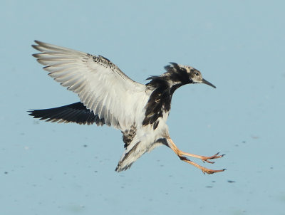Ruff - Philomachus pugnax (Kemphaan)