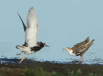 Ruff - Philomachus pugnax (Kemphaan)