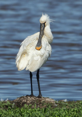 Eurasian Spoonbill - Platalea leucorodia (Lepelaar)