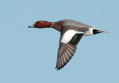 Eurasian Wigeon - Anas penelope (Smient)