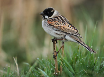 Reed Bunting - Emberiza schoeniclus (Rietgors)
