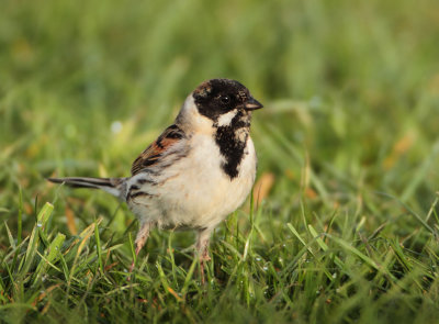 Reed Bunting - Emberiza schoeniclus (Rietgors)