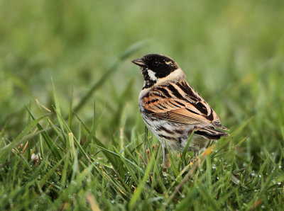 Reed Bunting - Emberiza schoeniclus (Rietgors)