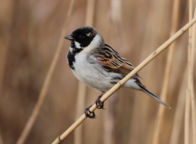 Reed Bunting - Emberiza schoeniclus (Rietgors)