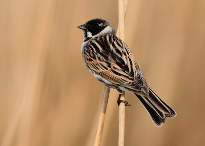 Reed Bunting - Emberiza schoeniclus (Rietgors)