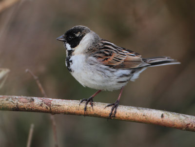 Reed Bunting - Emberiza schoeniclus (Rietgors)