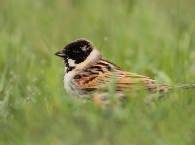 Reed Bunting - Emberiza schoeniclus (Rietgors)
