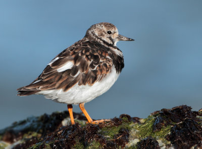Ruddy Turnstone - Arenaria interpres (Steenloper)
