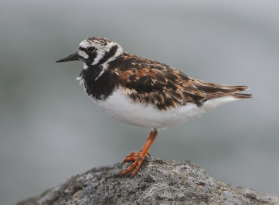 Ruddy Turnstone - Arenaria interpres (Steenloper)