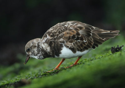 Ruddy Turnstone - Arenaria interpres (Steenloper)