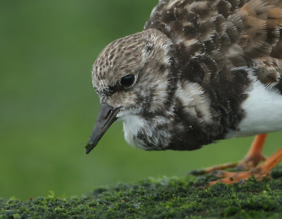 Ruddy Turnstone - Arenaria interpres (Steenloper)