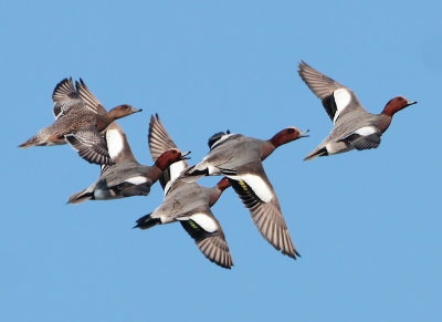 Eurasian Wigeon - Anas penelope (Smient)