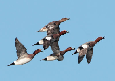 Eurasian Wigeon - Anas penelope (Smient)
