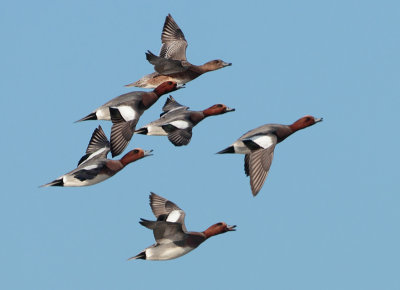 Eurasian Wigeon - Anas penelope (Smient)