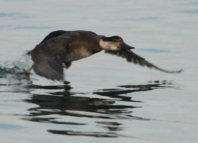 MAP: Common Scoter - Melanitta nigra (Zwarte Zee-eend)