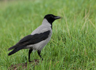 MAP: Hooded Crow - Corvus cornix (Bonte Kraai)