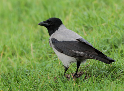 Hooded Crow - Corvus cornix cornix (Bonte Kraai)