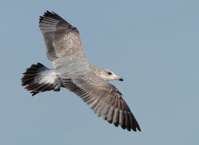 Herring Gull - Larus argentatus (Zilvermeeuw)